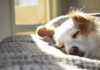 Is My Dog Depressed?