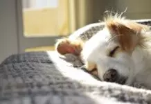 Is My Dog Depressed?