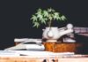 The Differences Between Hemp and Marijuana