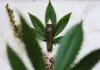 A Review of the CBD Market and What the Future Holds