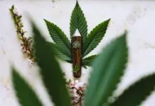 A Review of the CBD Market and What the Future Holds