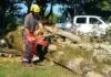 9 Questions to Ask Before Hiring a Tree Service