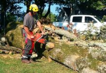 9 Questions to Ask Before Hiring a Tree Service