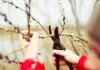 Tree Trimming and Pruning Guide
