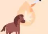 How to Safely Use CBD Oil for Horses?