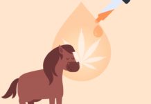 How to Safely Use CBD Oil for Horses?