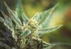 5 Benefits of Using CBD Hemp Flower