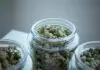 Where to Get Medical Marijuana in Sydney