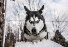 What To Do In Case Of A Dog Bite