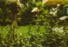 6 Tips and Tricks for Growing Native plants in Your Garden