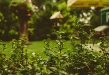 6 Tips and Tricks for Growing Native plants in Your Garden