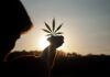 Common Mistakes to Avoid When Making Cannabis Extracts and Edibles