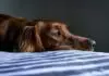 4 Facts About Heartworm Prevention That Every Dog Owner Must Know