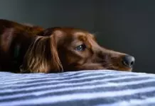 4 Facts About Heartworm Prevention That Every Dog Owner Must Know