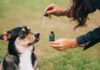 CBD & Pets – All you Need to Know
