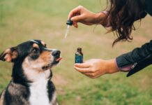 CBD & Pets – All you Need to Know