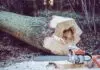 5 Things To Have in Mind When buying Forestry Equipment