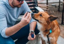 The Benefits of CBD Oil And CBD Dog Treats