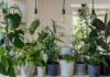 Best LED Grow Light for Gardening Indoors: How to Choose in 2024