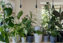 Best LED Grow Light for Gardening Indoors: How to Choose in 2024