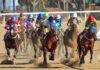 All You Need to Know About The 2024 Cheltenham Festival