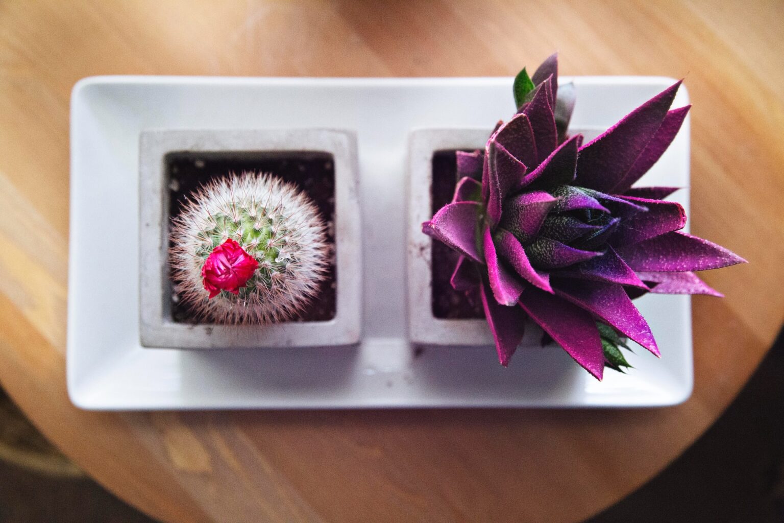 7 Edible Succulents And How To Prepare Them Verge Campus