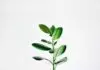 Indoor Growing and Full Spectrum led Grow Lights