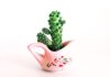 Common Problems with Succulents and How to Fix Them