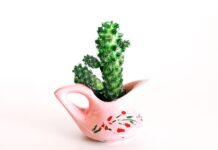 Common Problems with Succulents and How to Fix Them