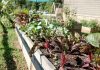 8 Best Garden Ideas on a Budget