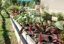 8 Best Garden Ideas on a Budget