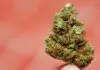 CBD Hemp Flower Near Me. Where to Buy the Best CBD Hemp Flower?