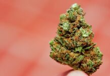 CBD Hemp Flower Near Me. Where to Buy the Best CBD Hemp Flower?