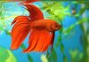 How To Take Care Of A Betta Fish – 2024 Beginners Guide