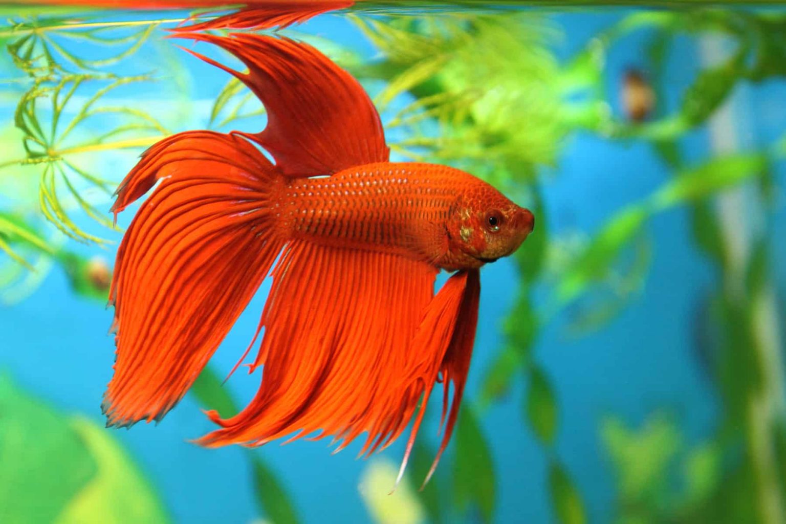 How To Take Care Of A Betta Fish 2024 Beginners Guide Verge Campus