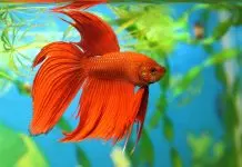 How To Take Care Of A Betta Fish – 2024 Beginners Guide