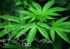Cannabidiol As Novel Foods – How Safe Are They?