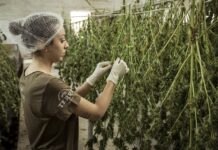 How Cannabis Business Loans Can Help You Grow Your Company, What To Know Before Approaching A Lender