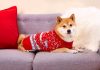 Is It Bad For Dogs To Wear Sweaters?