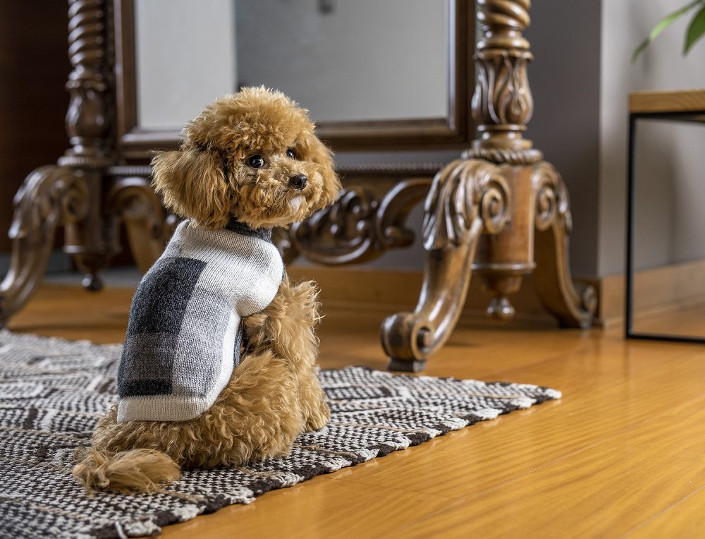 Is It Bad For Dogs To Wear Sweaters? Verge Campus