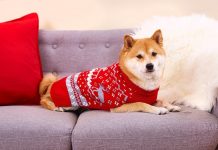Is It Bad For Dogs To Wear Sweaters?