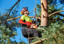 How Often Should You Hire Tree Lopping Services?