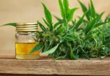 What Is Full-Spectrum CBD Oil?