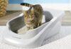 4 Tips For Keeping Your Cat’s Litter Box Clean Everyday