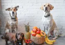What Can Dogs Not Eat?