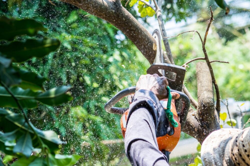 6 Common Diy Tree Removal And Cutting Mistakes And How To Avoid Them