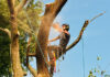 6 Common DIY Tree Removal And Cutting Mistakes And How To Avoid Them