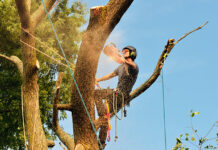 6 Common DIY Tree Removal And Cutting Mistakes And How To Avoid Them