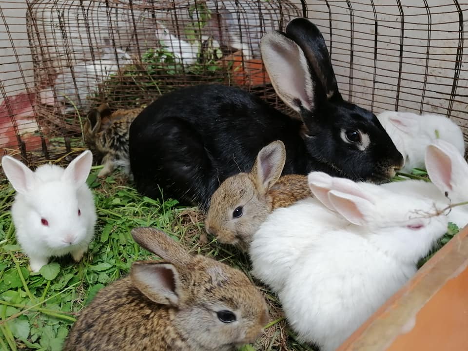 6 Tips For Keeping Your Rabbit Indoors - Verge Campus