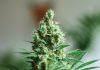 Discover More About Lifter CBD Strain Flower
